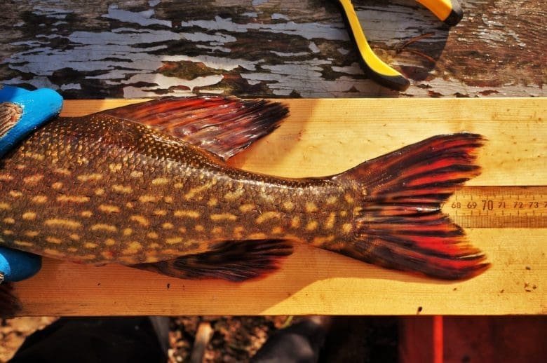 Brightly coloured fish on a plank of wood.