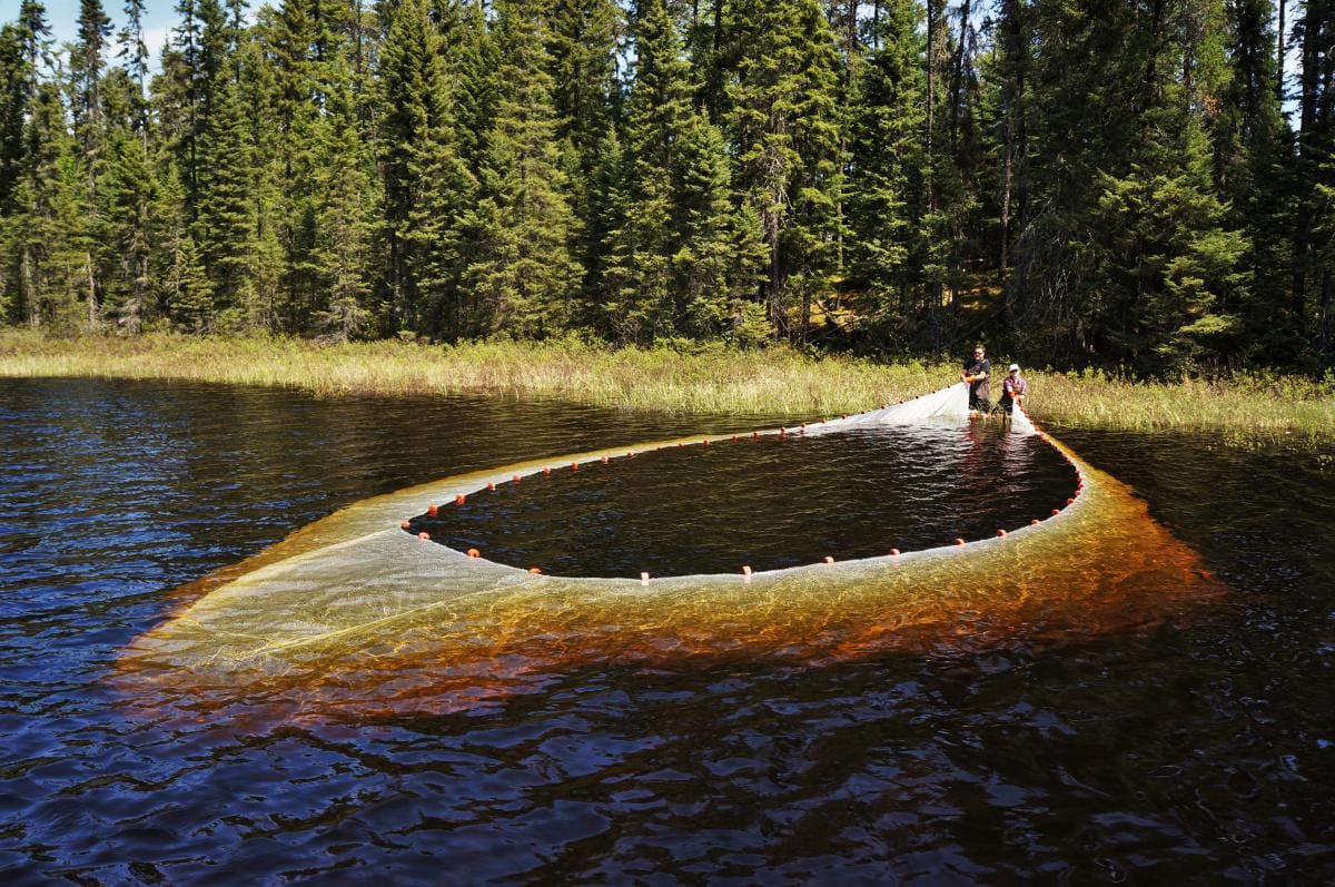 nets at a lake at IISD Experimental Lakes Area in Ontario