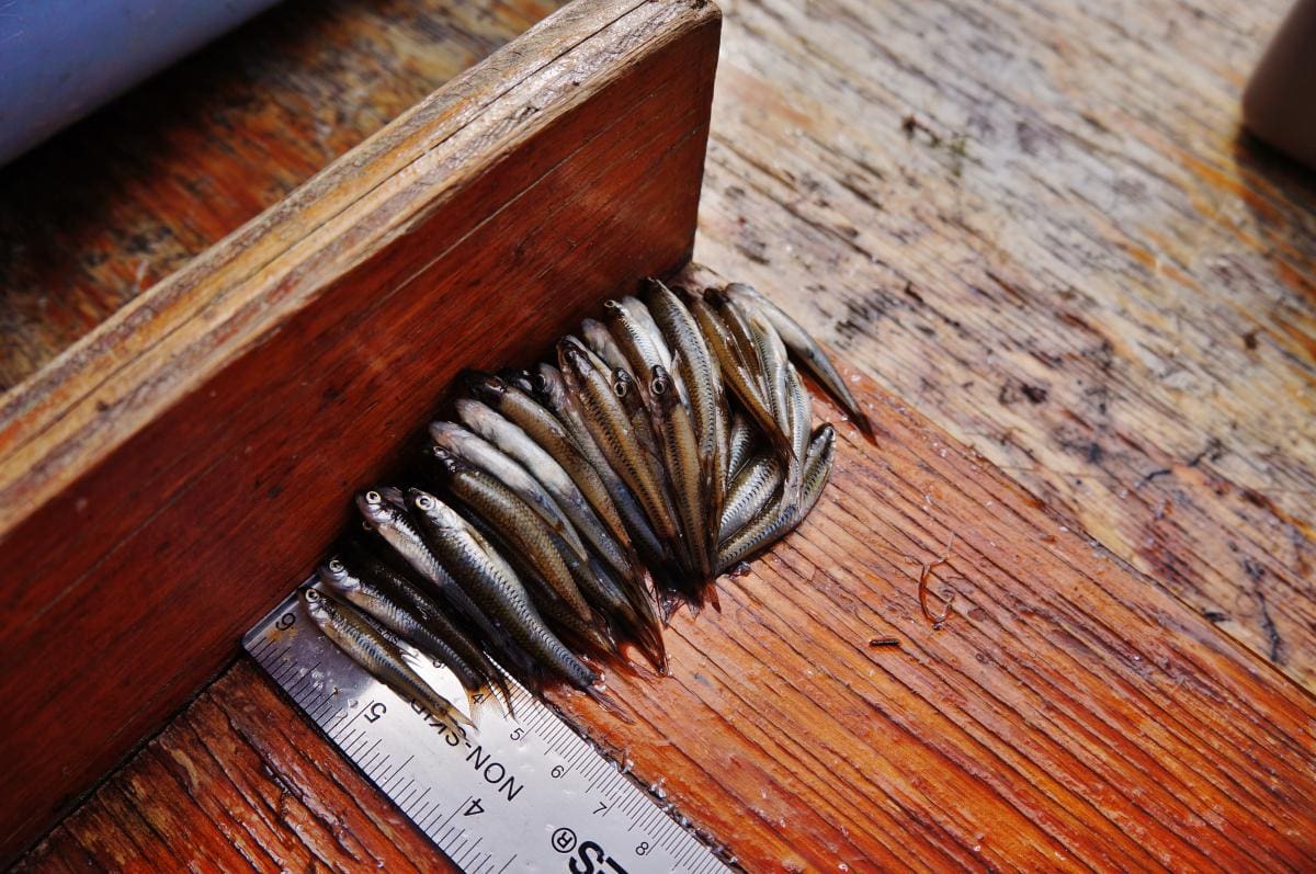 measuring fish at IISD Experimental Lakes Area in Ontario