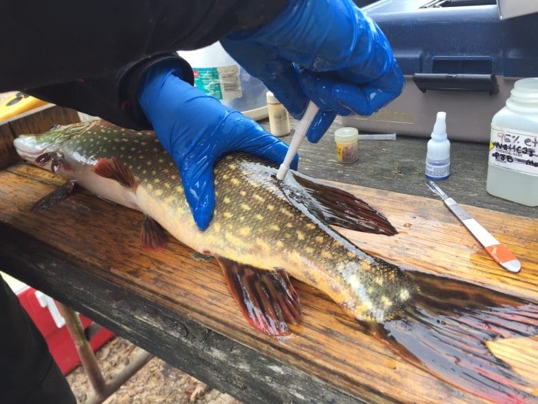 a limnologist runs test on a fish at IISD Experimental Lakes Area in Ontario