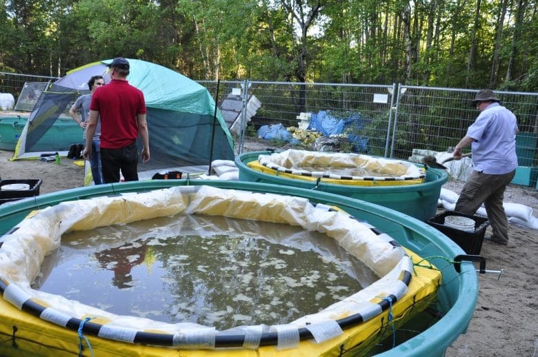 Dilbit study at IISD Experimental Lakes Area in Ontario