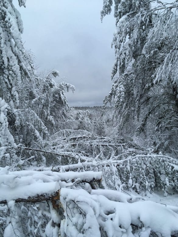 snow covered trees in northern ontario