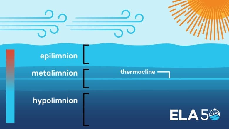 infographic of epilimnion, metalimnion, hypolimnion and thermocline from IISD Experimental Lakes Area in Ontario