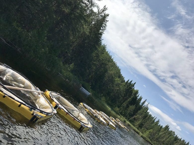 A series of mesocosms containing selenium additions at IISD Experimental Lakes Area.