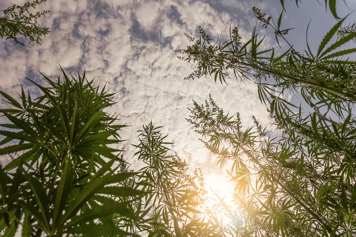 Cannabis leaves set against a blue sky with clouds