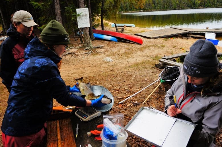 Scientist holds fish in her hands in front of a small scale beside a lake.