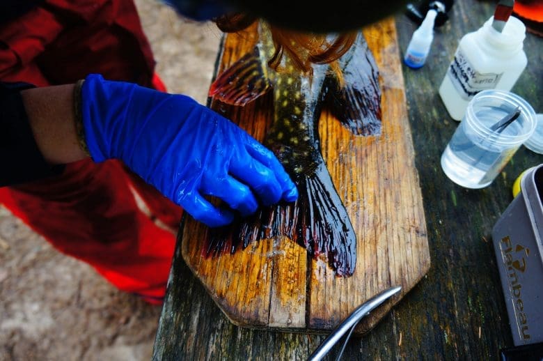 Scientist wearing blue gloves measures the fin of a fish against a wooden board