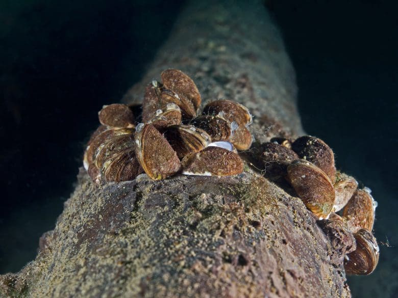 Zebra mussels in a lake