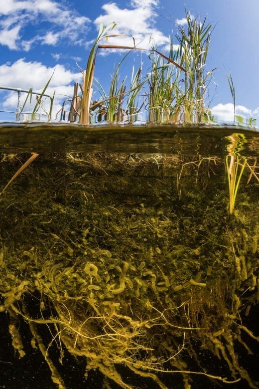 Underwater photo of the root system of a Floating Treatment Wetland