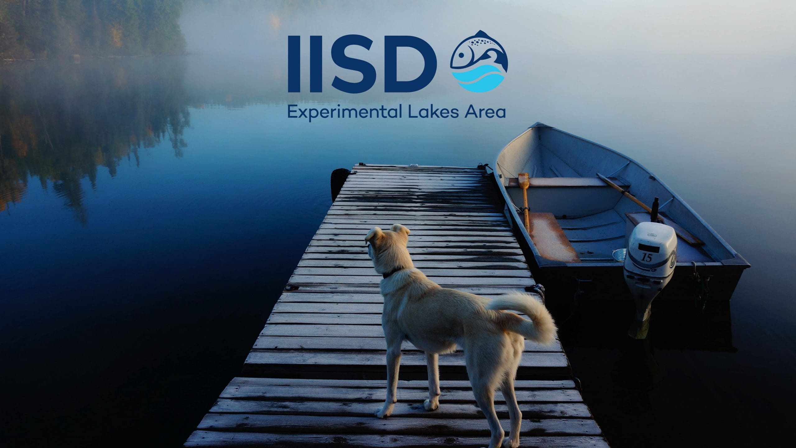 Dog stands on a dock in a misty freshwater lake