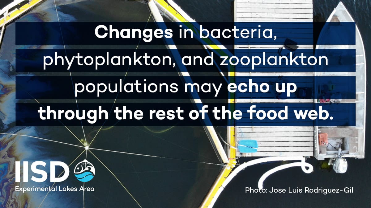 changes in bacteria infographic from IISD Experimental Lakes Area in Ontario