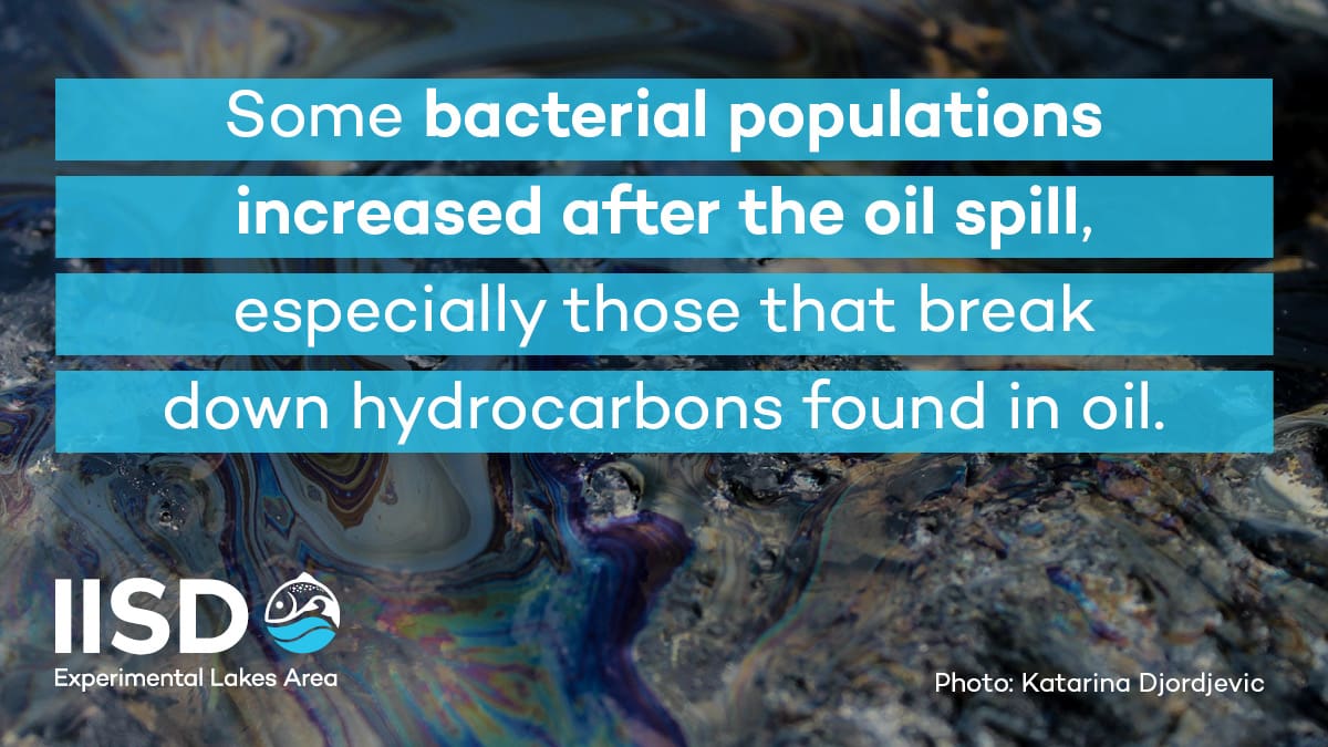 infographic on bacterial populations after an oil spill in IISD Experimental Lakes Area in Ontario