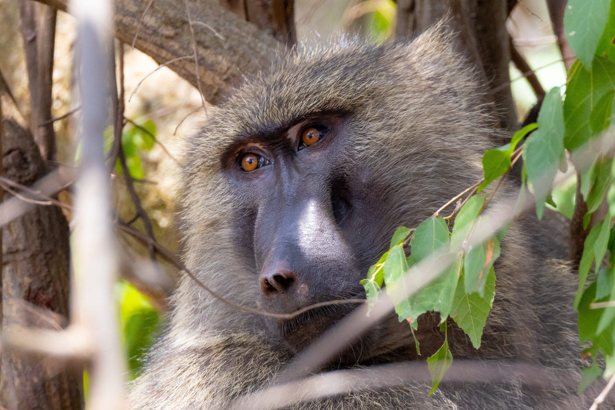 A baboon watches over us and supervises our monitoring techniques in Akagera National Park. Full scores, across the board...