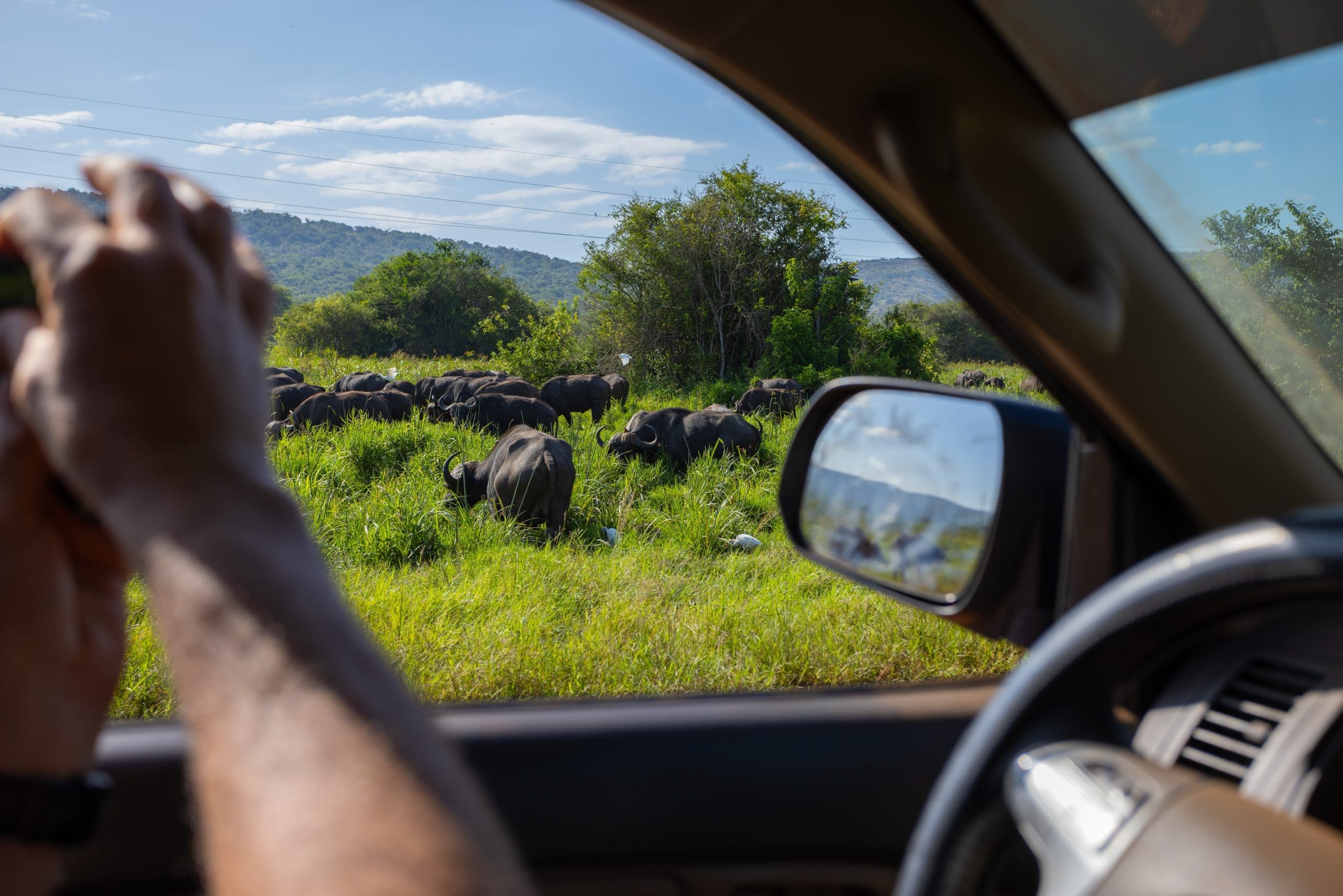It's not all hard work. We take a moment to breathe in the flora and fauna of Akagera National Park. This herd of water buffalo was unperturbed by our touristic tendencies.