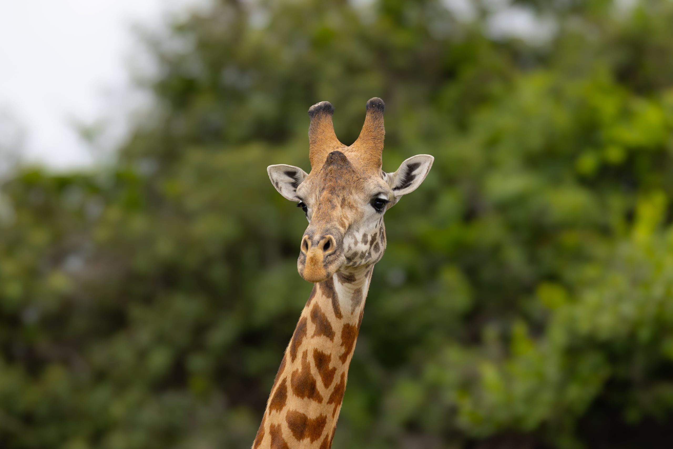 A giraffe temporarily joins our monitoring team as we tour Akagera National Park. Total team player. Would definitely rehire.