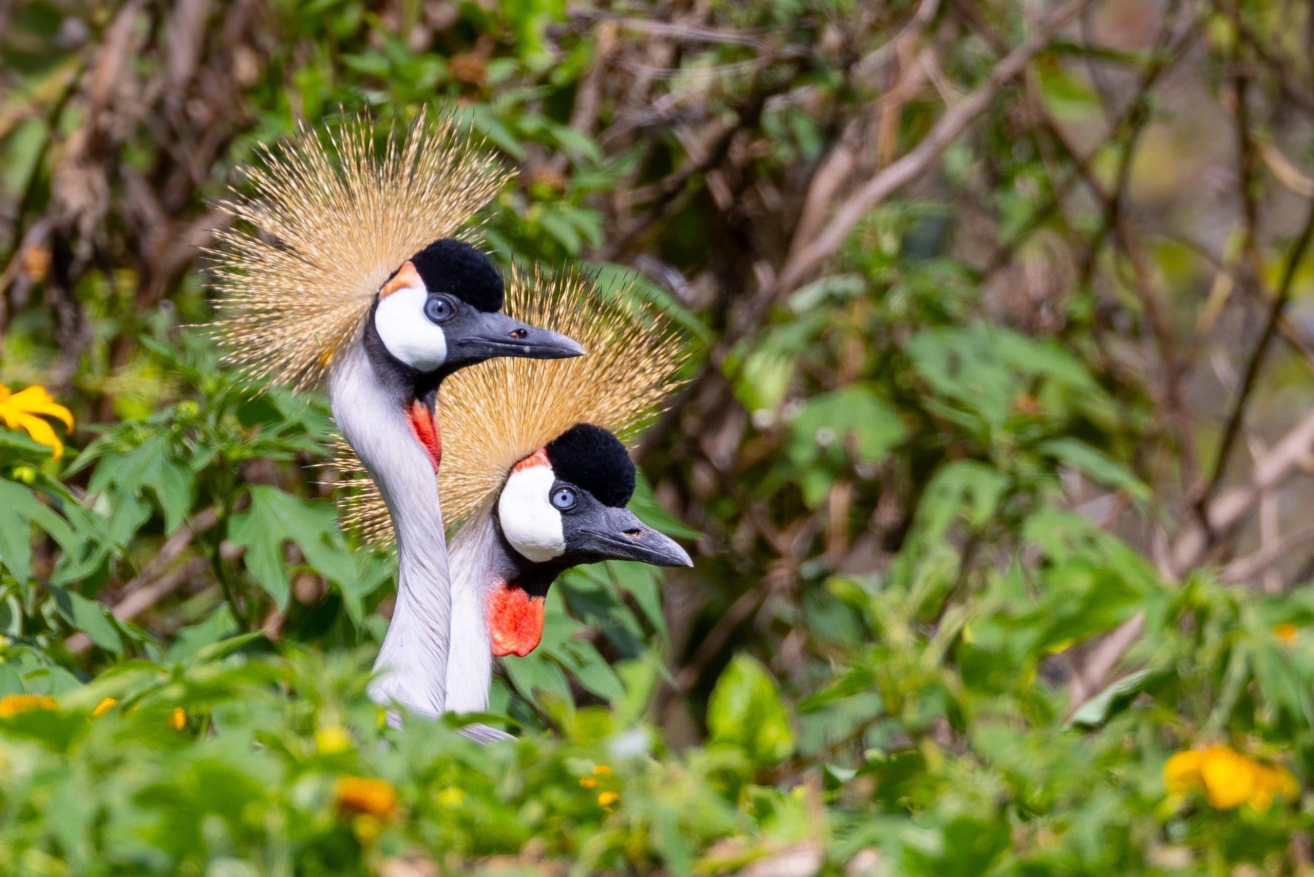 A mate pair of grey crowned cranes lives at the staff accomodations in Akagera National Park. These cranes are an endangered species and were reintroduced to Akagera Park in the 2010s. They have a pretty haunting cry that we woke up to every morning while at the park. Prettiest version of a rooster.