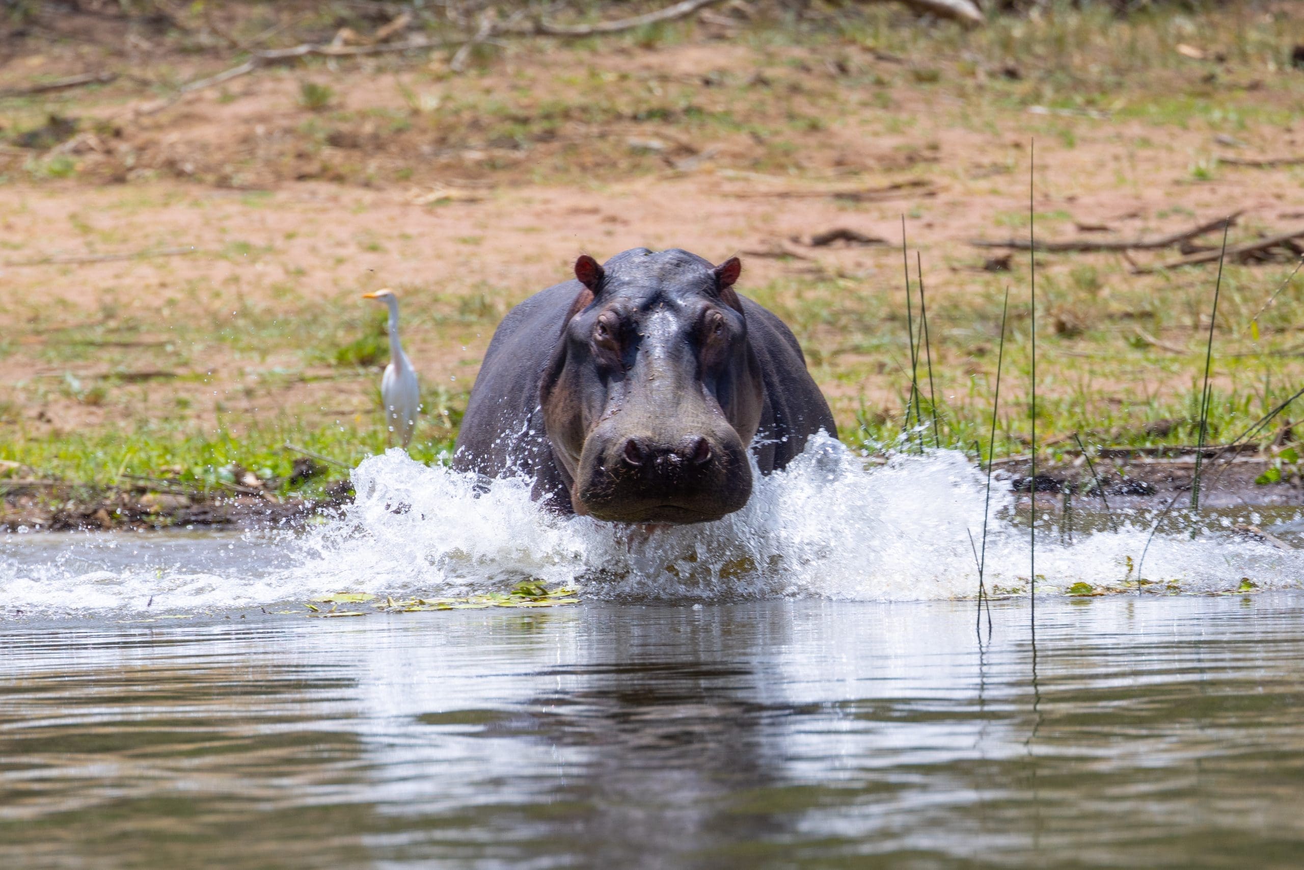 A friendly, friendly hippo comes over to say hi in Akagera National Park.