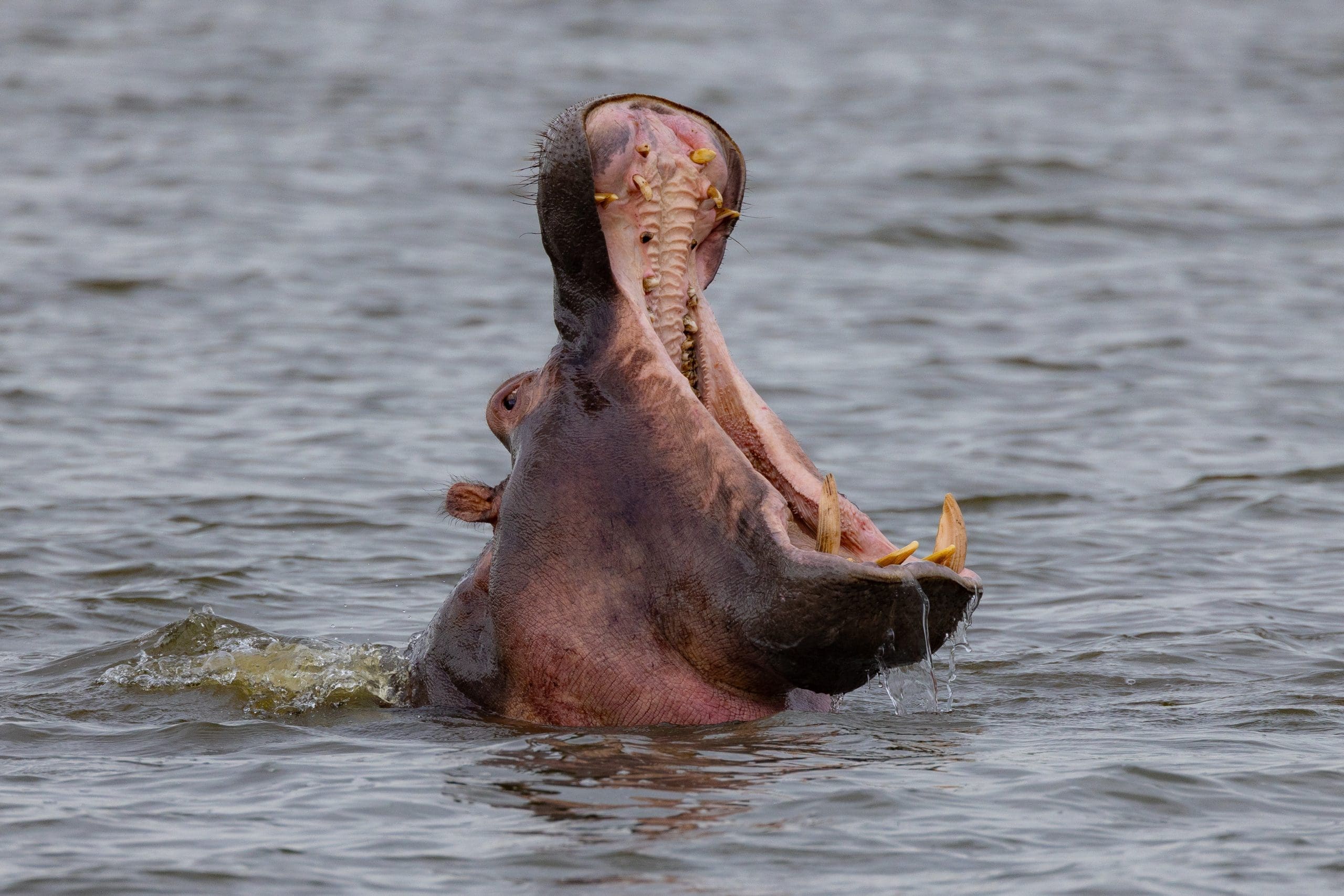 Our hippo buddy is clearly tired of all our monitoring shananigans. And is not afraid to show it.