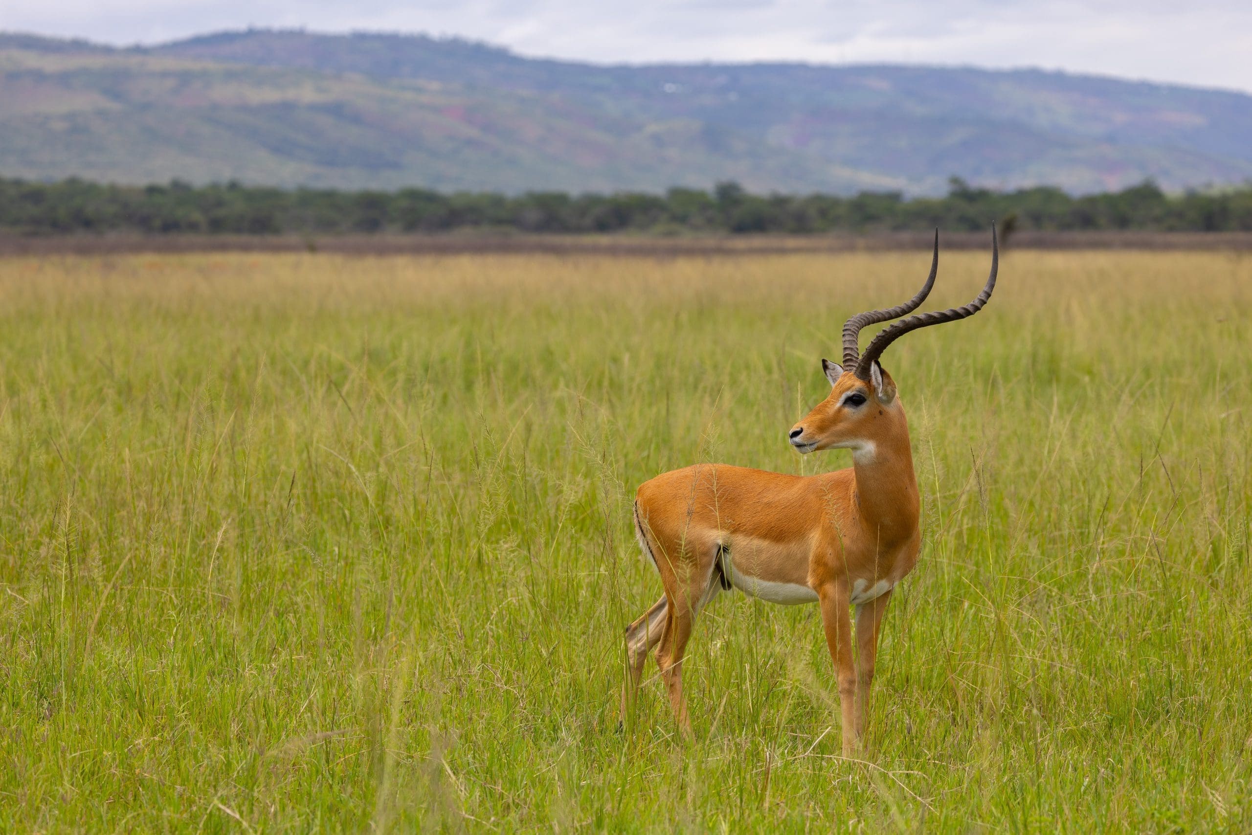 A male impala shows off his horns.