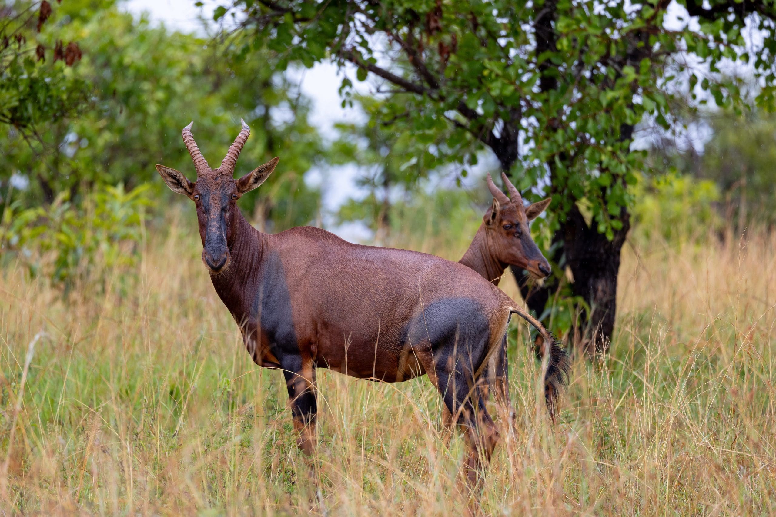 Two topi (a species of antelope) watch us pass by in our safari vehicle.