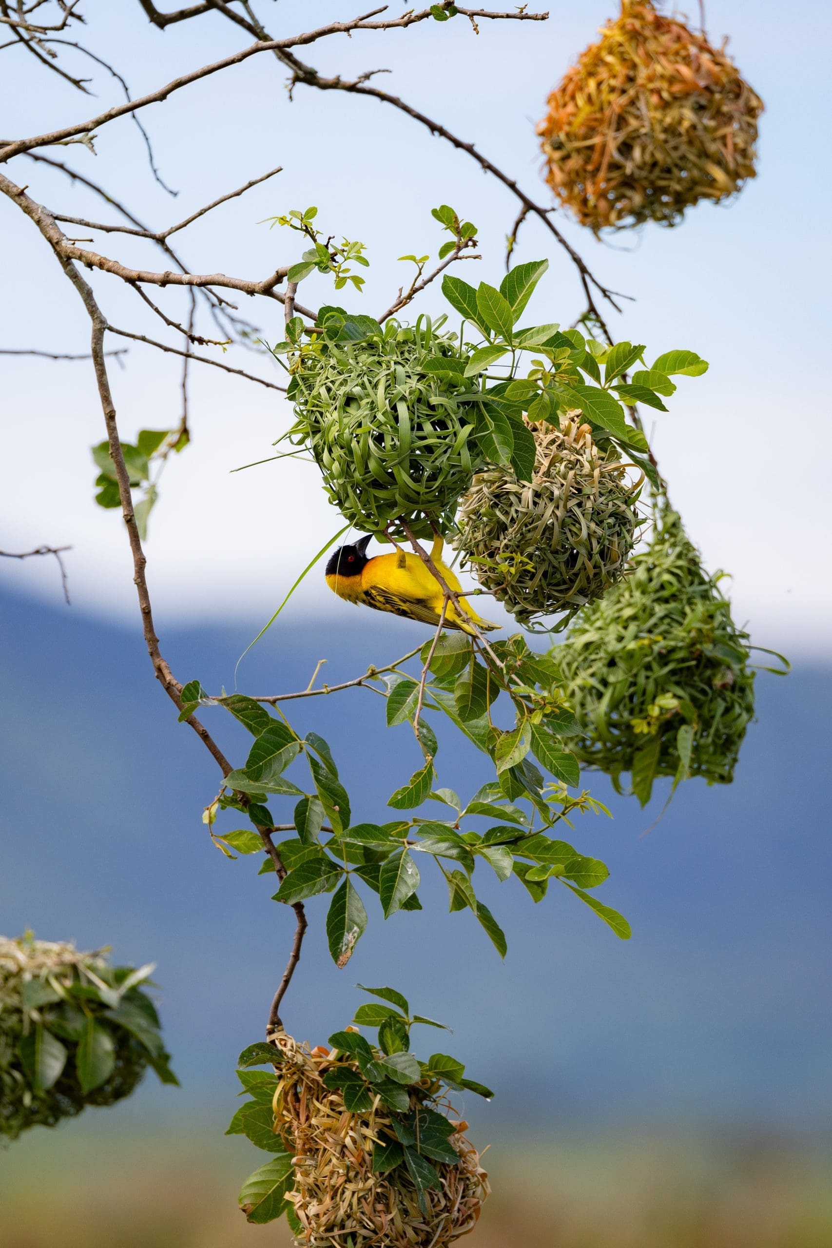 A village weaver (Ploceus cucullatus) works on a new nest to impress the ladies. You can tell it's new from how green the grass is, meanwhile his older efforts have yellowed and dried out.